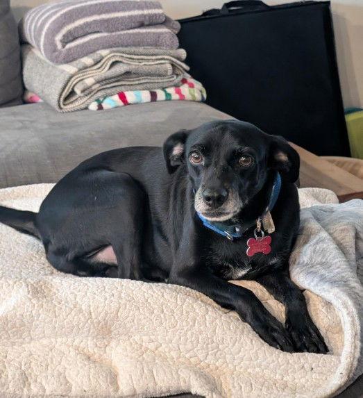 Kai, Adoptable, Adult Male Chihuahua & Terrier.