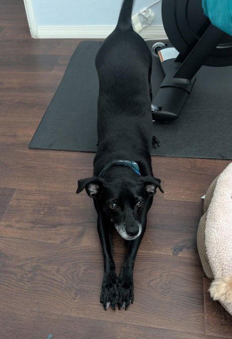 Enlarge Kai, a Adoptable mixed breed in San Diego, CA image 2/3