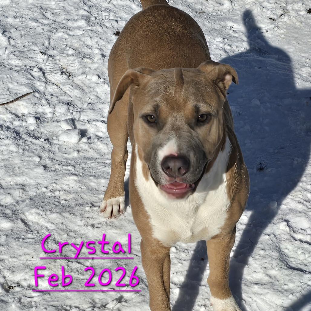 Enlarge Crystal (Coopers Corner), a Adoptable mixed breed in Lenoir, NC image 1/4