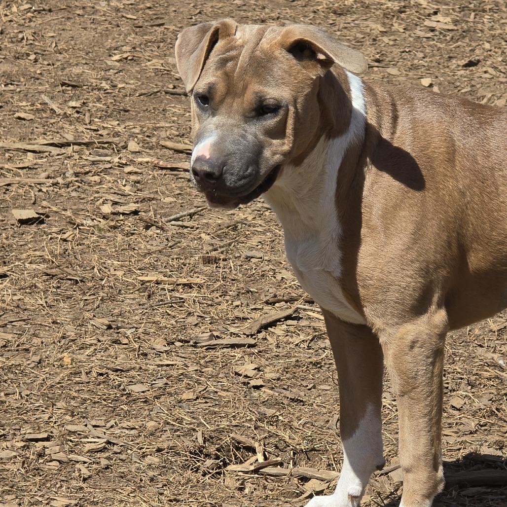 Enlarge Crystal (Coopers Corner), a Adoptable mixed breed in Lenoir, NC image 2/5