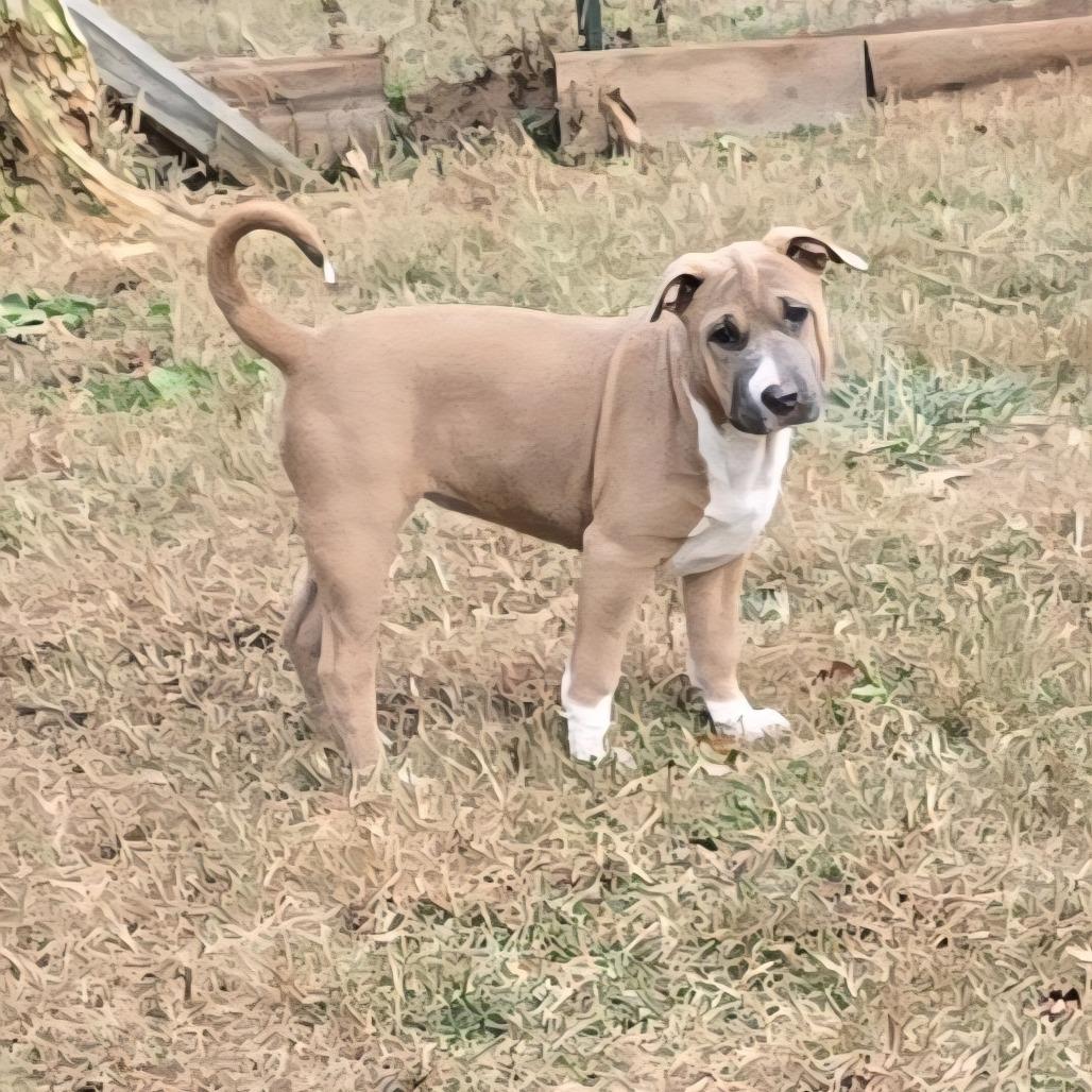 Enlarge Crystal (Coopers Corner), a Adoptable mixed breed in Lenoir, NC image 2/3