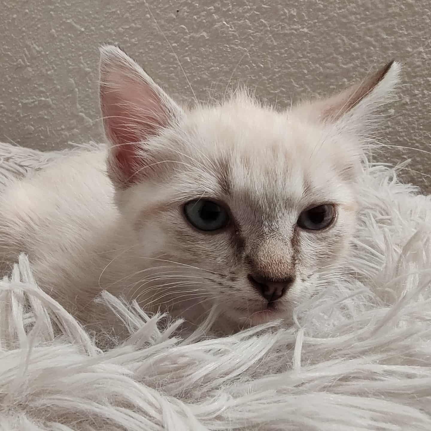 Enlarge Phoenix, a Adopted Domestic Short Hair in Chandler, AZ image 1/5