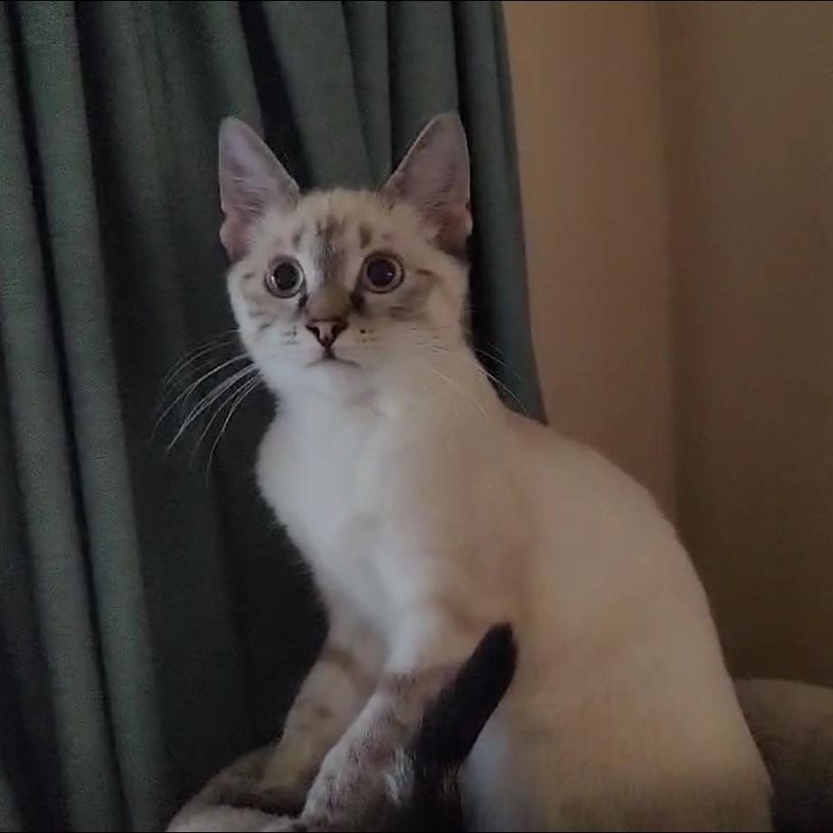 Enlarge Phoenix, a Adopted Domestic Short Hair in Chandler, AZ image 3/5