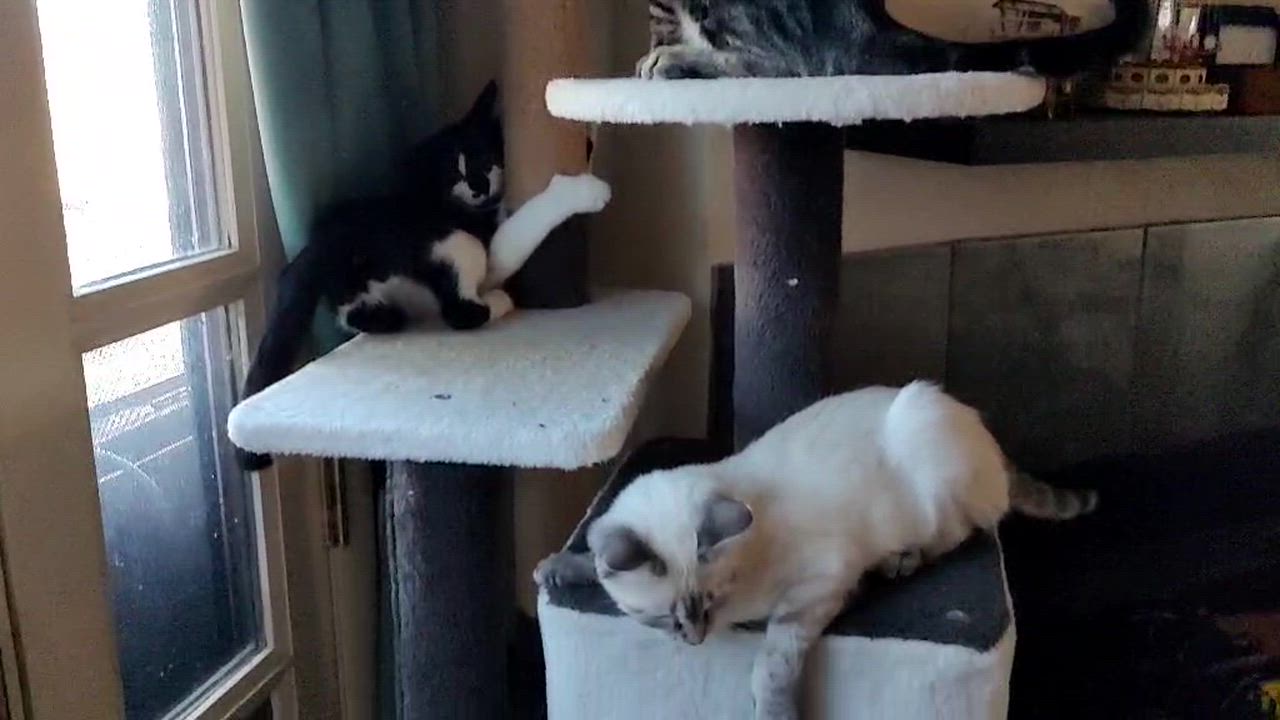 Enlarge Phoenix, a Adopted Domestic Short Hair in Chandler, AZ video 4/5