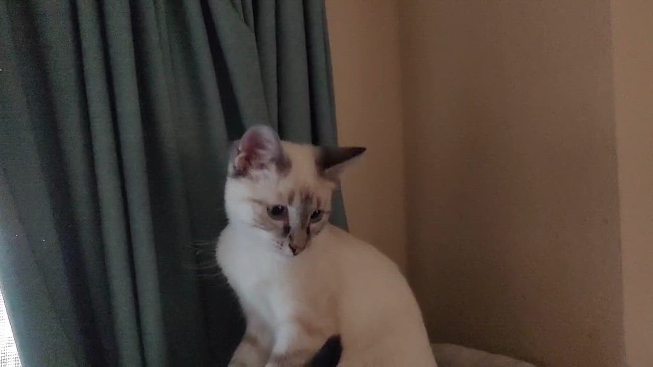 Enlarge Phoenix, a Adopted Domestic Short Hair in Chandler, AZ video 5/5