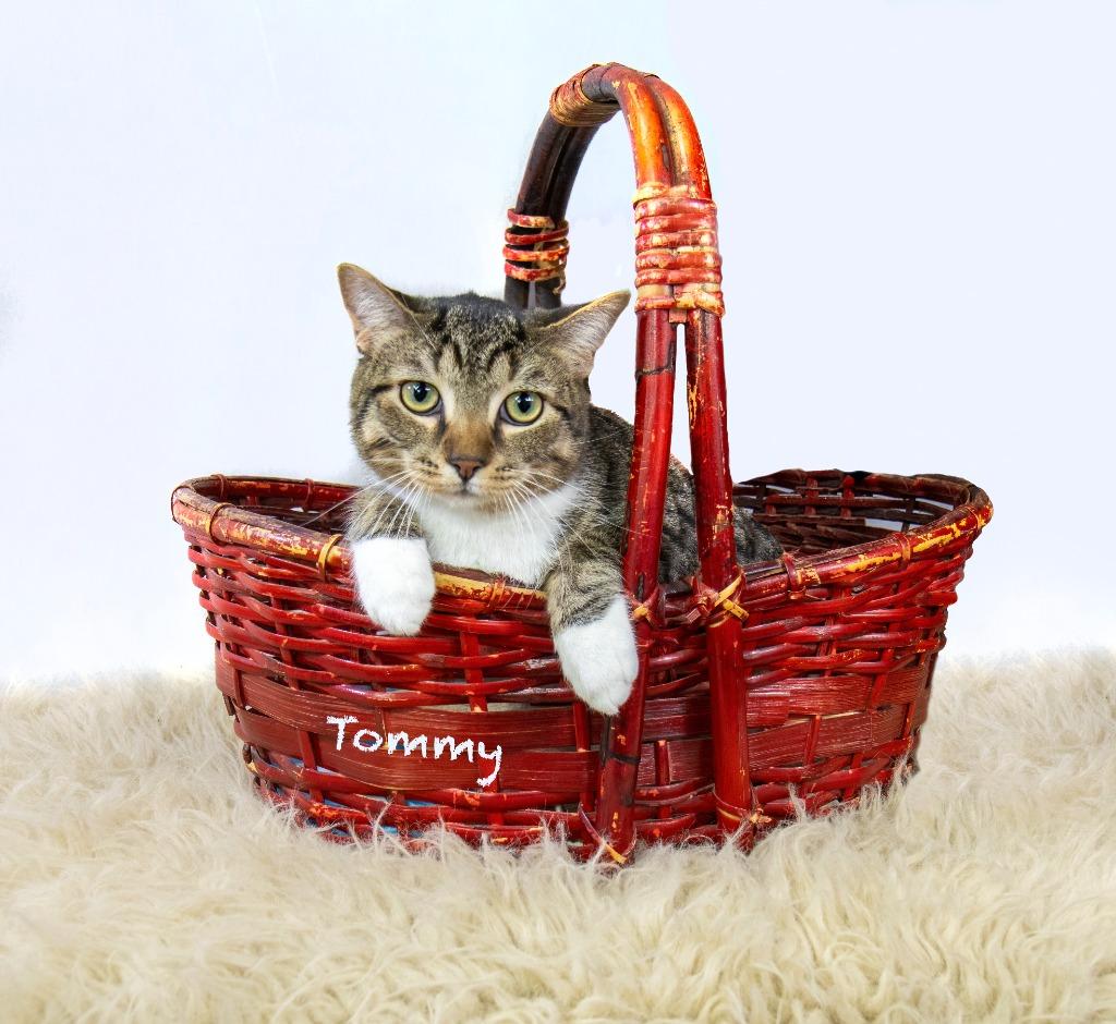 Enlarge Tommy, a Adoptable mixed breed in Hot Springs Village, AR image 1/2