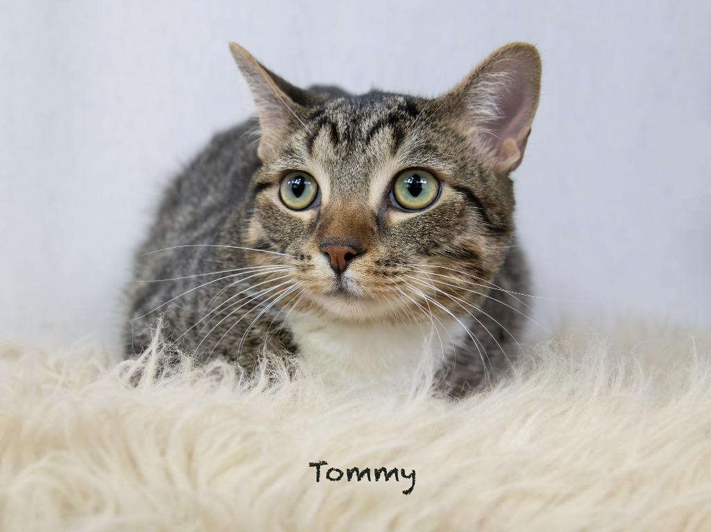 Enlarge Tommy, a Adoptable mixed breed in Hot Springs Village, AR image 2/2