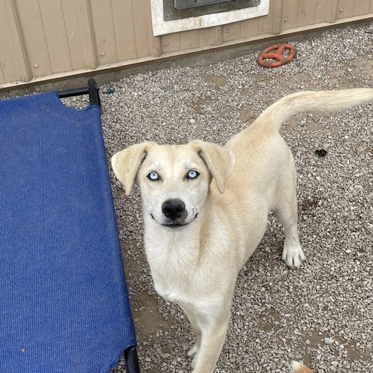 Buffy, Adopted, Young Female Siberian Husky & Redbone Coonhound.