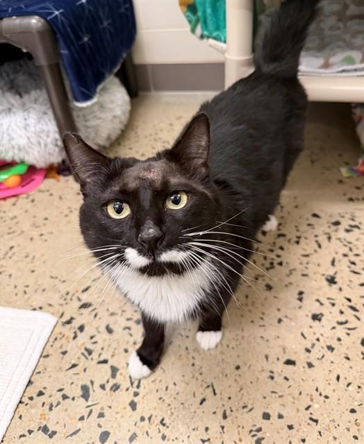 Enlarge STACHE, a Adoptable Domestic Short Hair in Leesburg, VA image 1/1