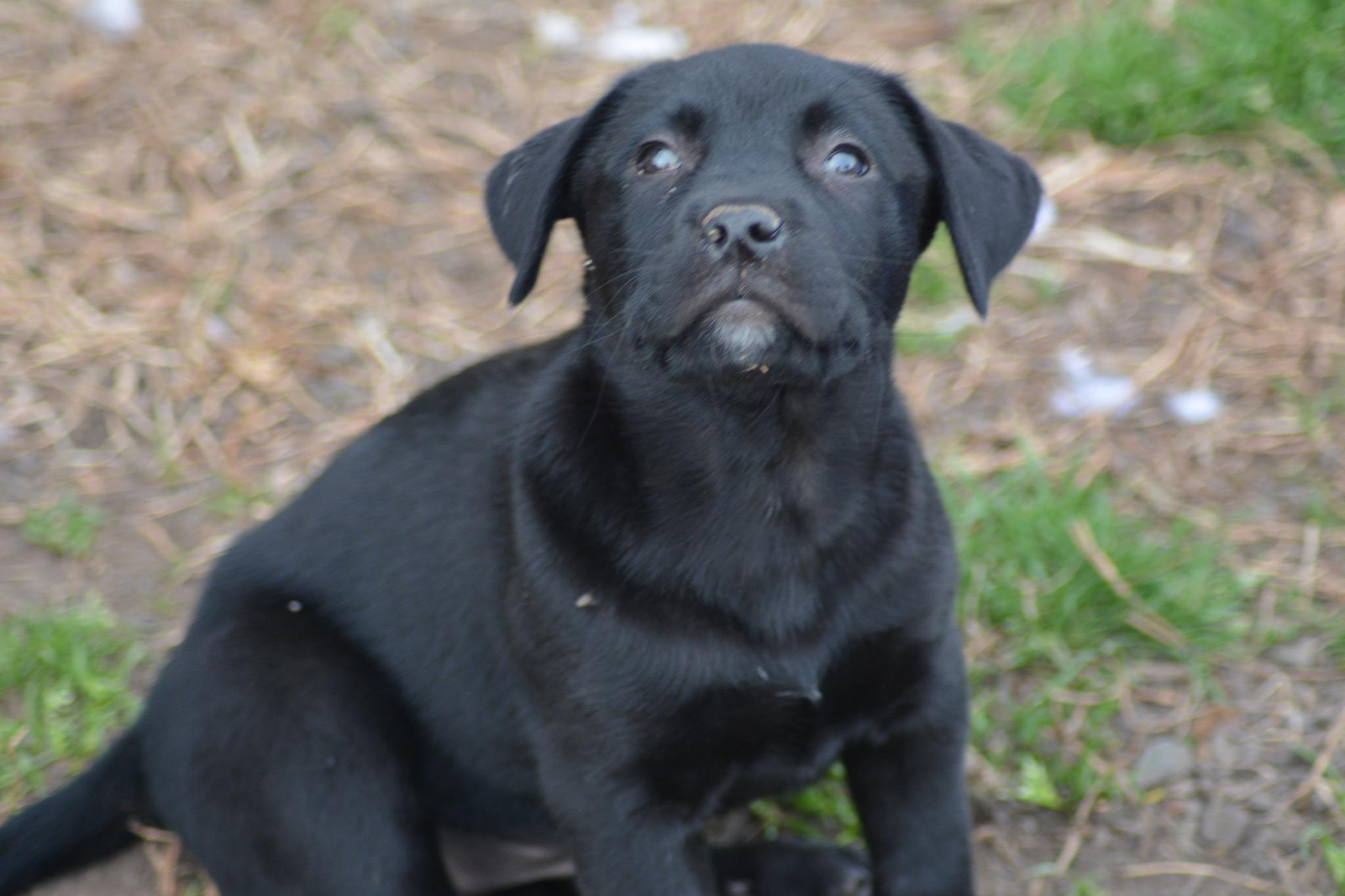 Christy McPee (D2005), adopted, Young Female Labrador Retriever & Shepherd.