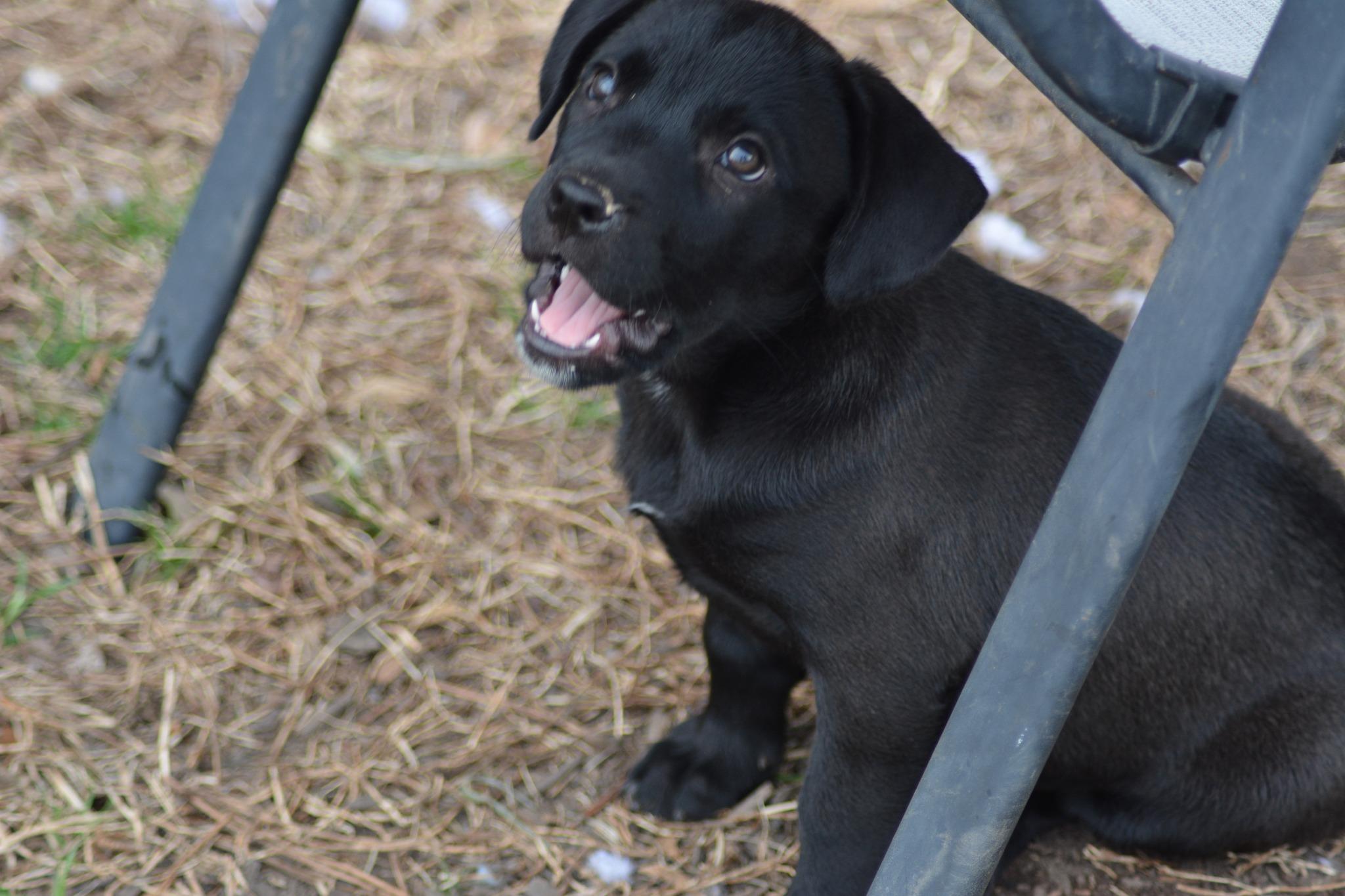 Enlarge Christy McPee (D2005), an adopted mixed breed in Hayes, VA image 3/3