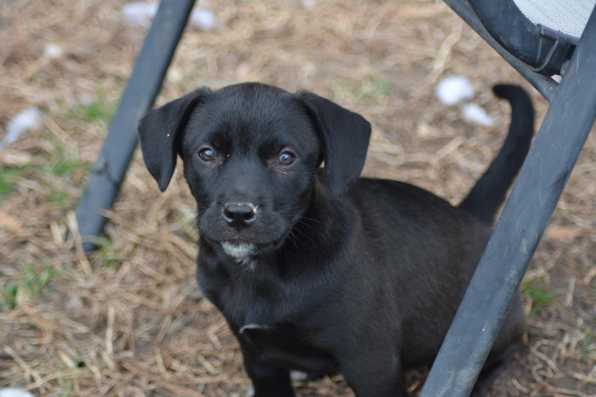 Enlarge Christy McPee (D2005), an adopted mixed breed in Hayes, VA image 2/3