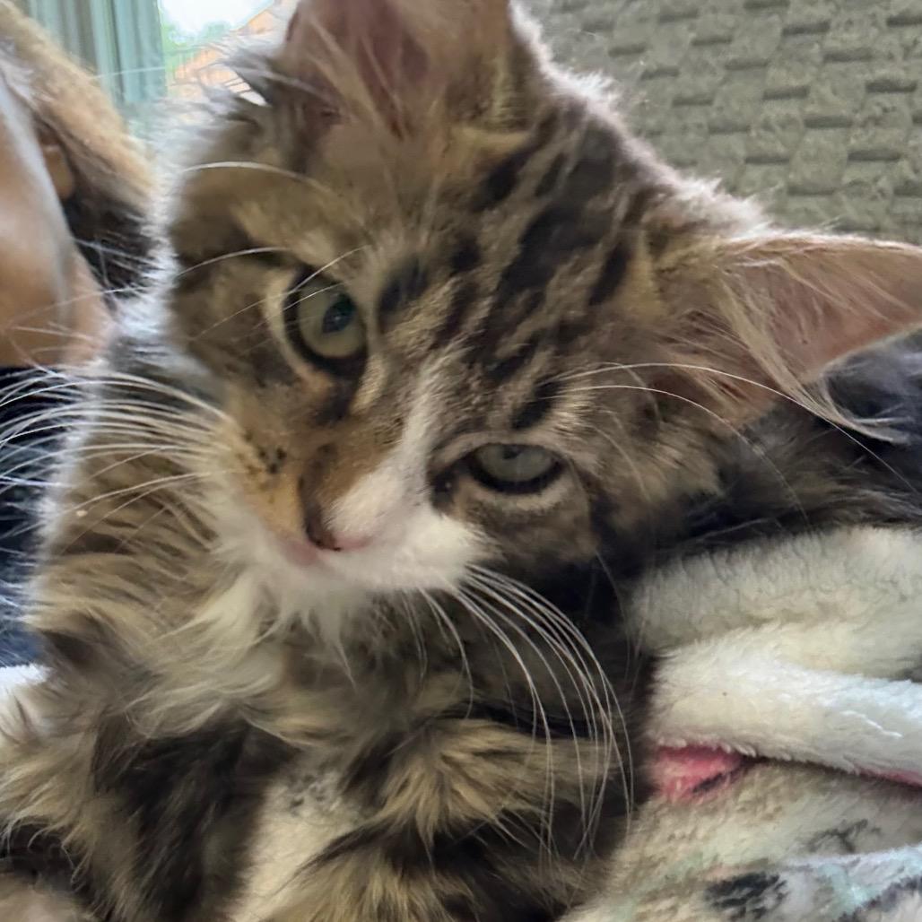 GOAT, Adoptable, Kitten Male Domestic Medium Hair.