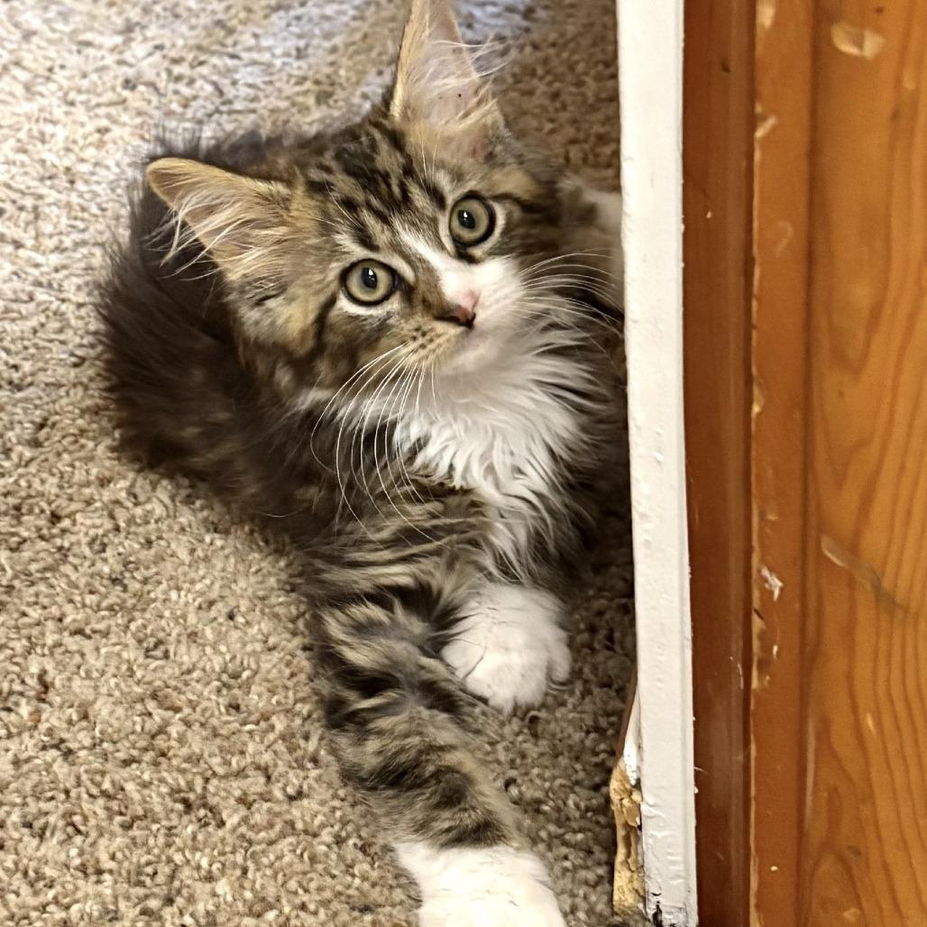 GOAT, a Adoptable Domestic Medium Hair in Pittsburgh, PA image 2/4