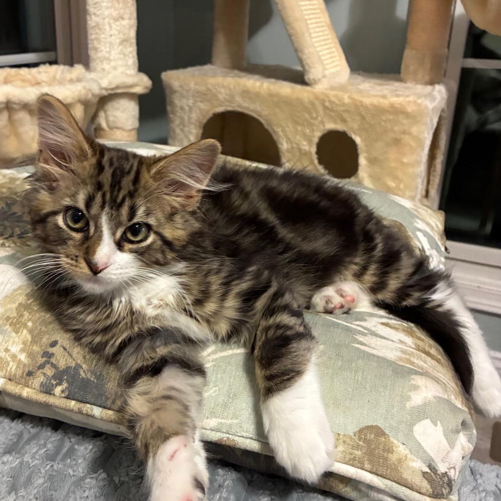 GOAT, a Adoptable Domestic Medium Hair in Pittsburgh, PA image 3/4