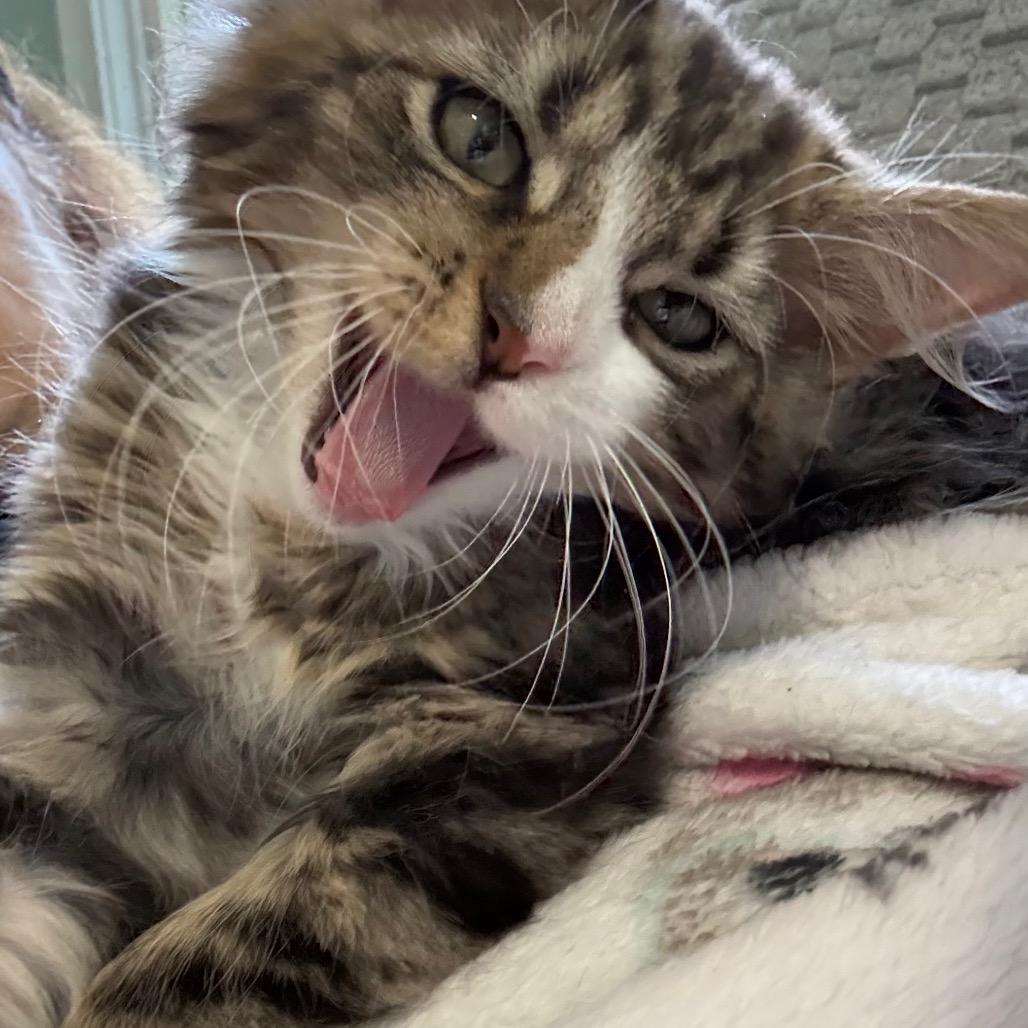 GOAT, a Adoptable Domestic Medium Hair in Pittsburgh, PA image 4/4