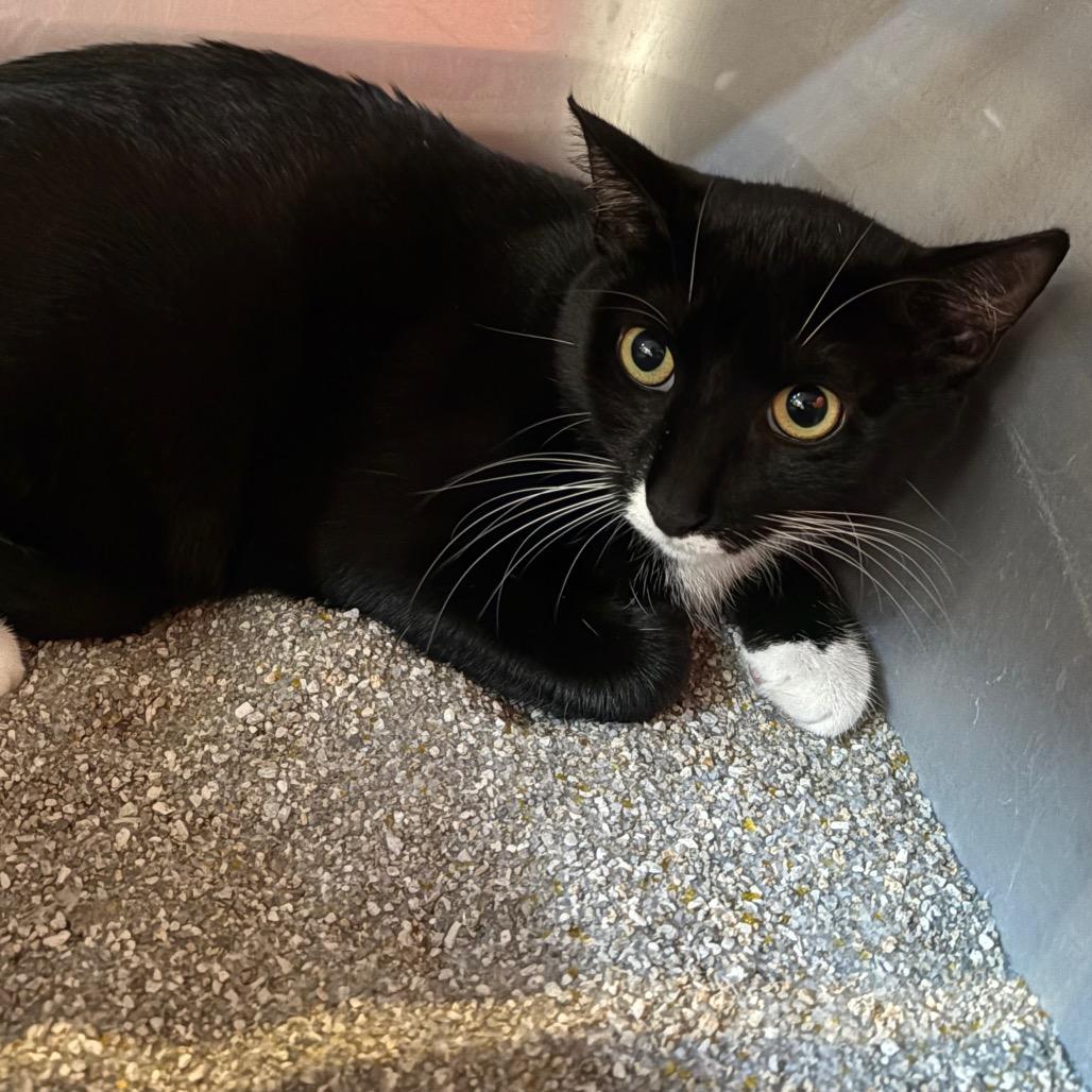 Enlarge Henna, a Adoptable Domestic Short Hair in Sarasota, FL image 1/1