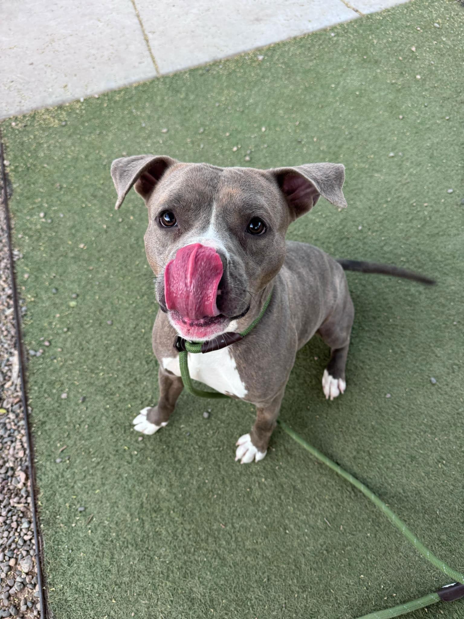 T-Bone (Courtesy post), Adoptable, Young Male Pit Bull Terrier.