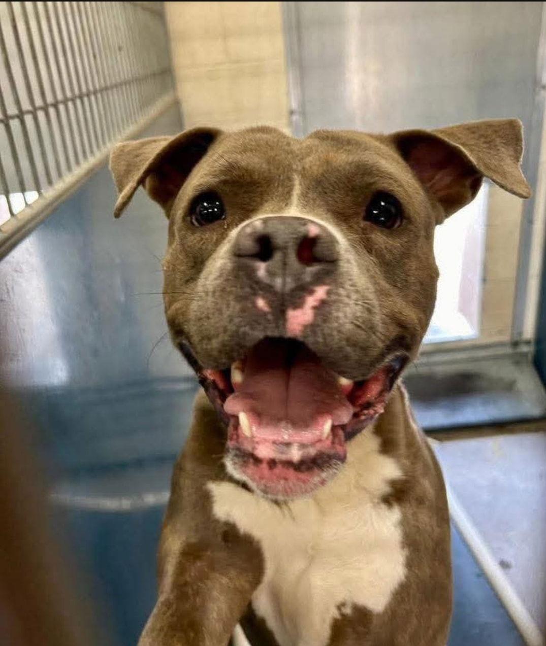 Enlarge T-Bone (Courtesy post), a Adoptable Pit Bull Terrier in Phoenix, AZ image 3/3