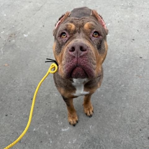 Enlarge Gucci, an adopted American Bully in Lyndhurst, NJ image 2/3