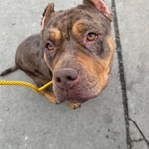 Enlarge Gucci, an adopted American Bully in Lyndhurst, NJ image 1/3