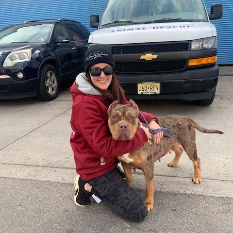 Enlarge Gucci, an adopted American Bully in Lyndhurst, NJ image 3/3