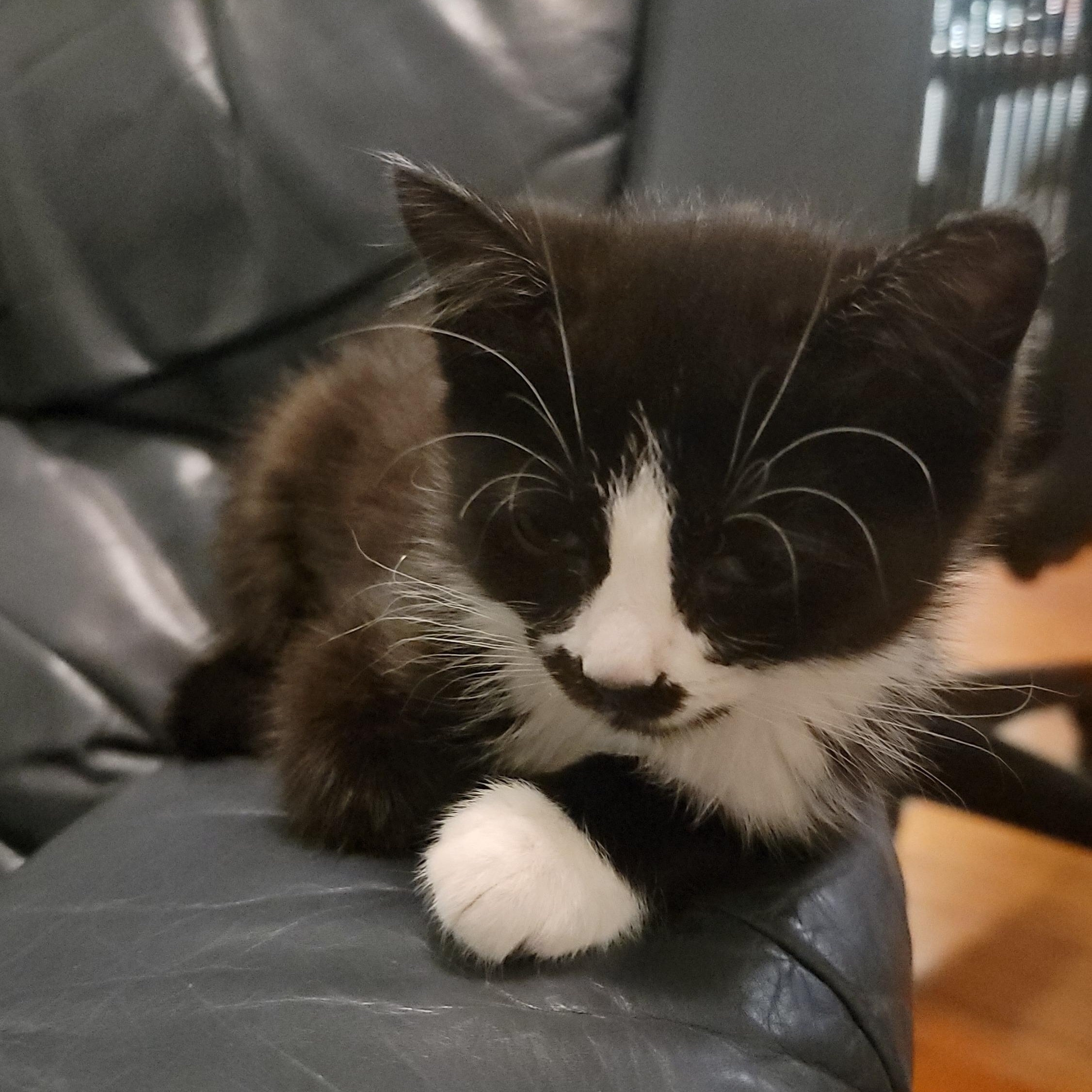 Charley, Baby Female unknown