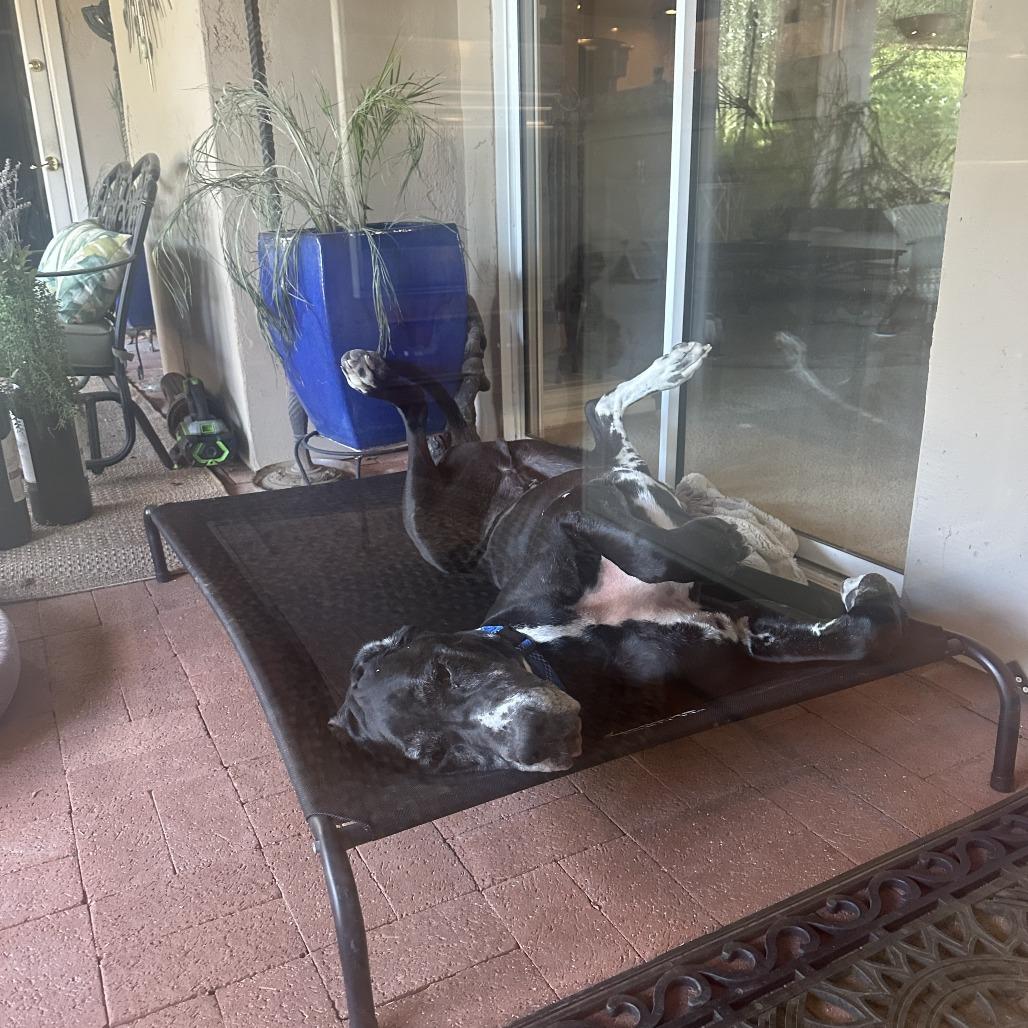Force, Adoptable, Adult Male Great Dane.