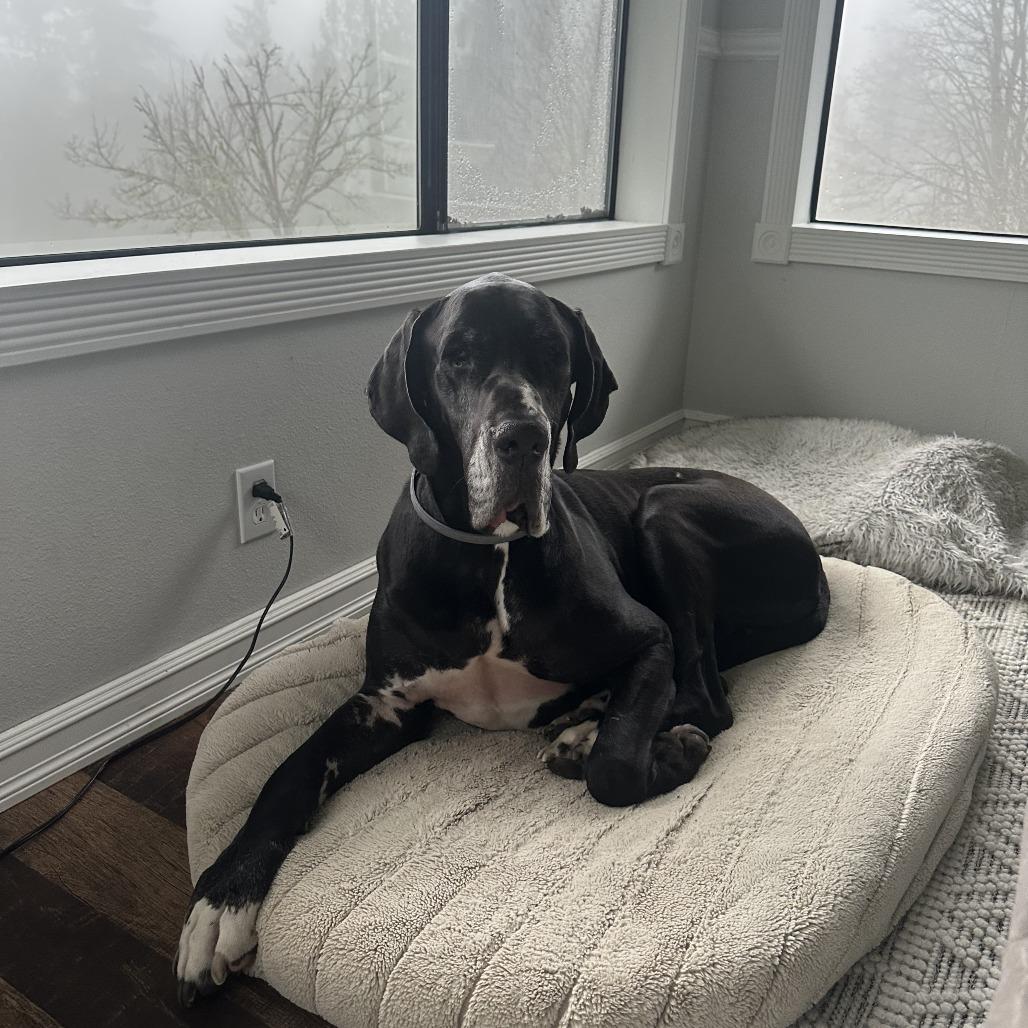 Force, a Adoptable Great Dane in Washougal, WA image 2/5