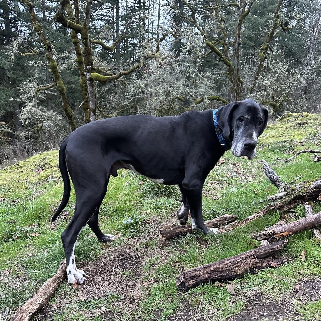Force, a Adoptable Great Dane in Washougal, WA image 3/5