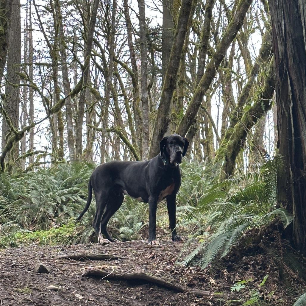 Force, a Adoptable Great Dane in Washougal, WA image 4/5