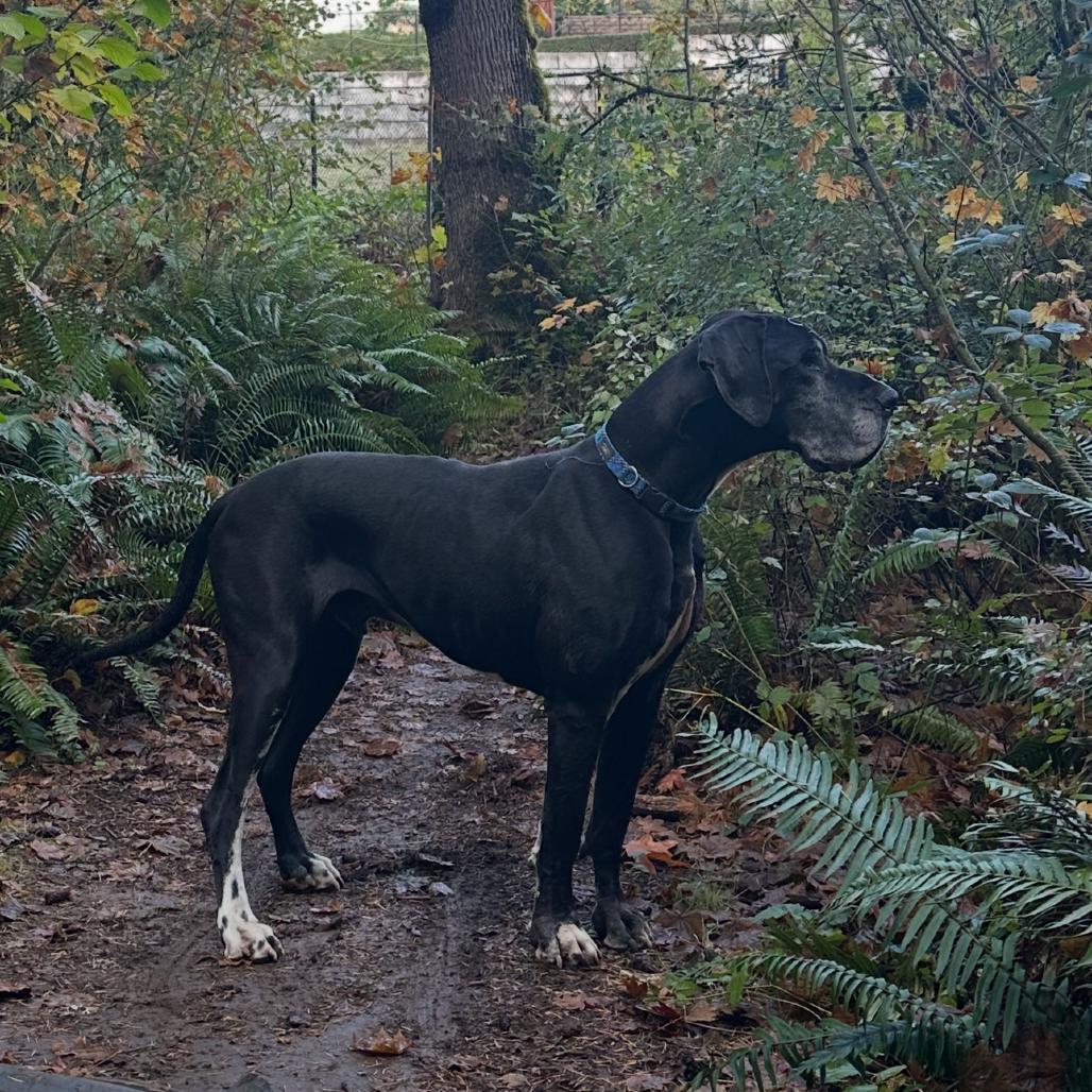 Force, a Adoptable Great Dane in Washougal, WA image 5/5
