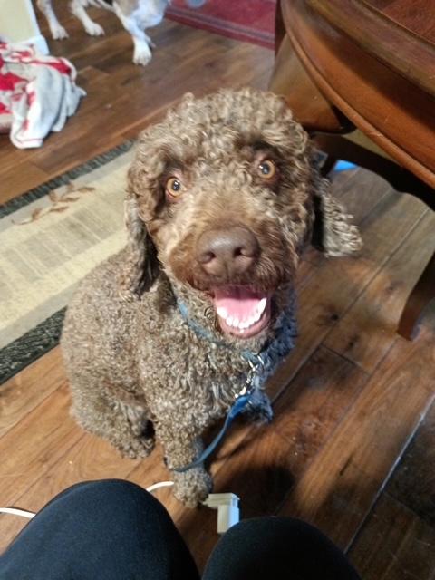 Paolo, Adoptable, Young Male Labradoodle.