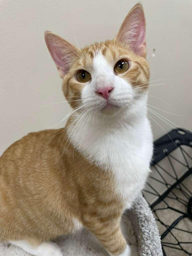 Nuss, a Adoptable Tabby in Miami, FL image 1/5