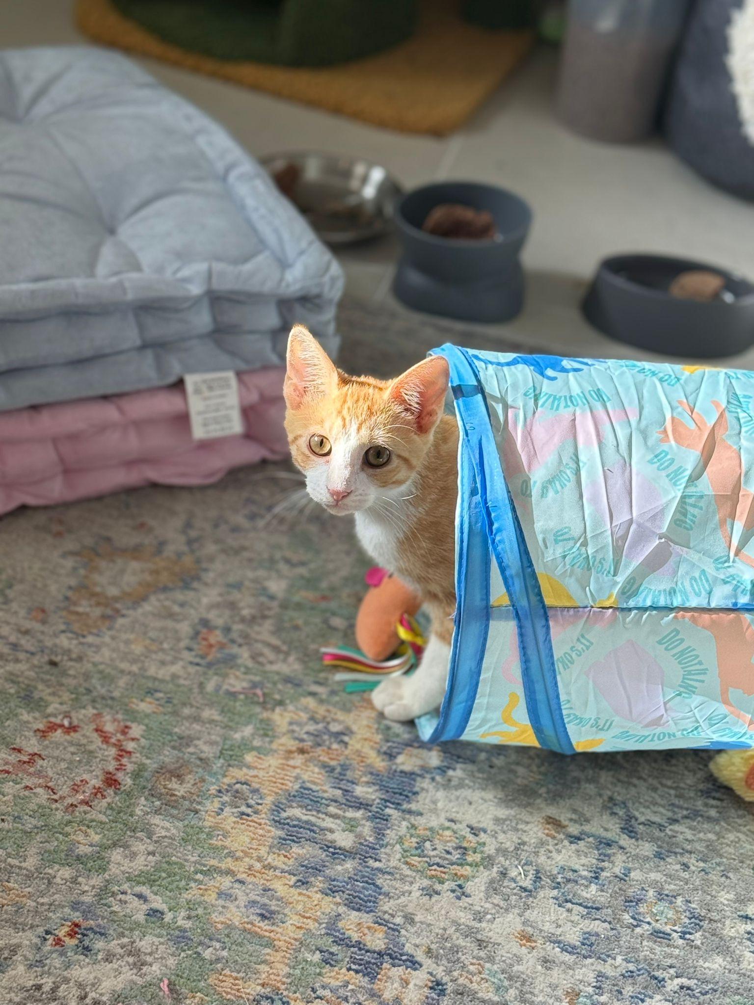 Nuss, a Adoptable Tabby in Miami, FL image 5/5