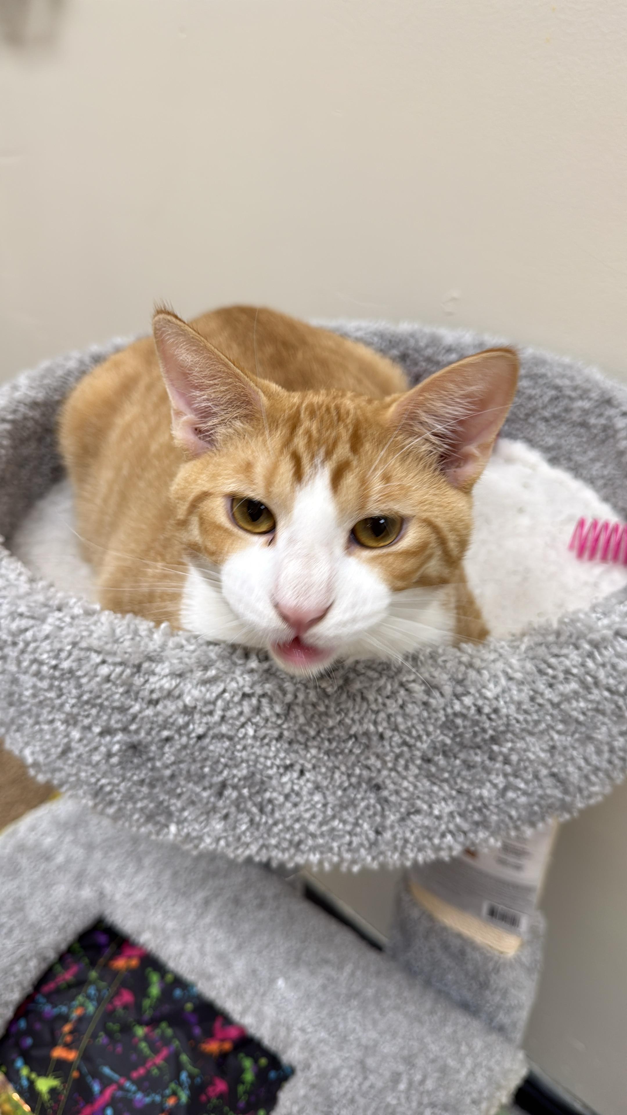 Nuss, Adoptable, Young Male Tabby.