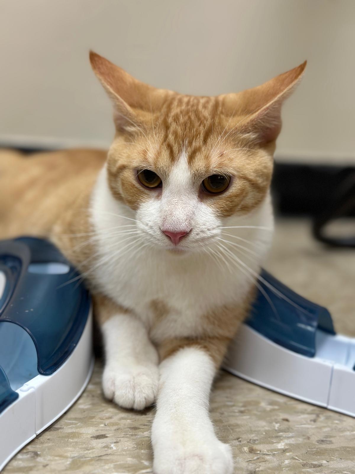 Nuss, a Adoptable Tabby in Miami, FL image 3/5