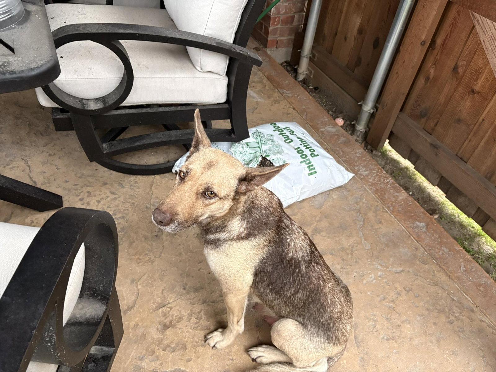 Enlarge Farrah, a Adopted Shepherd in Rowlett, TX image 1/1