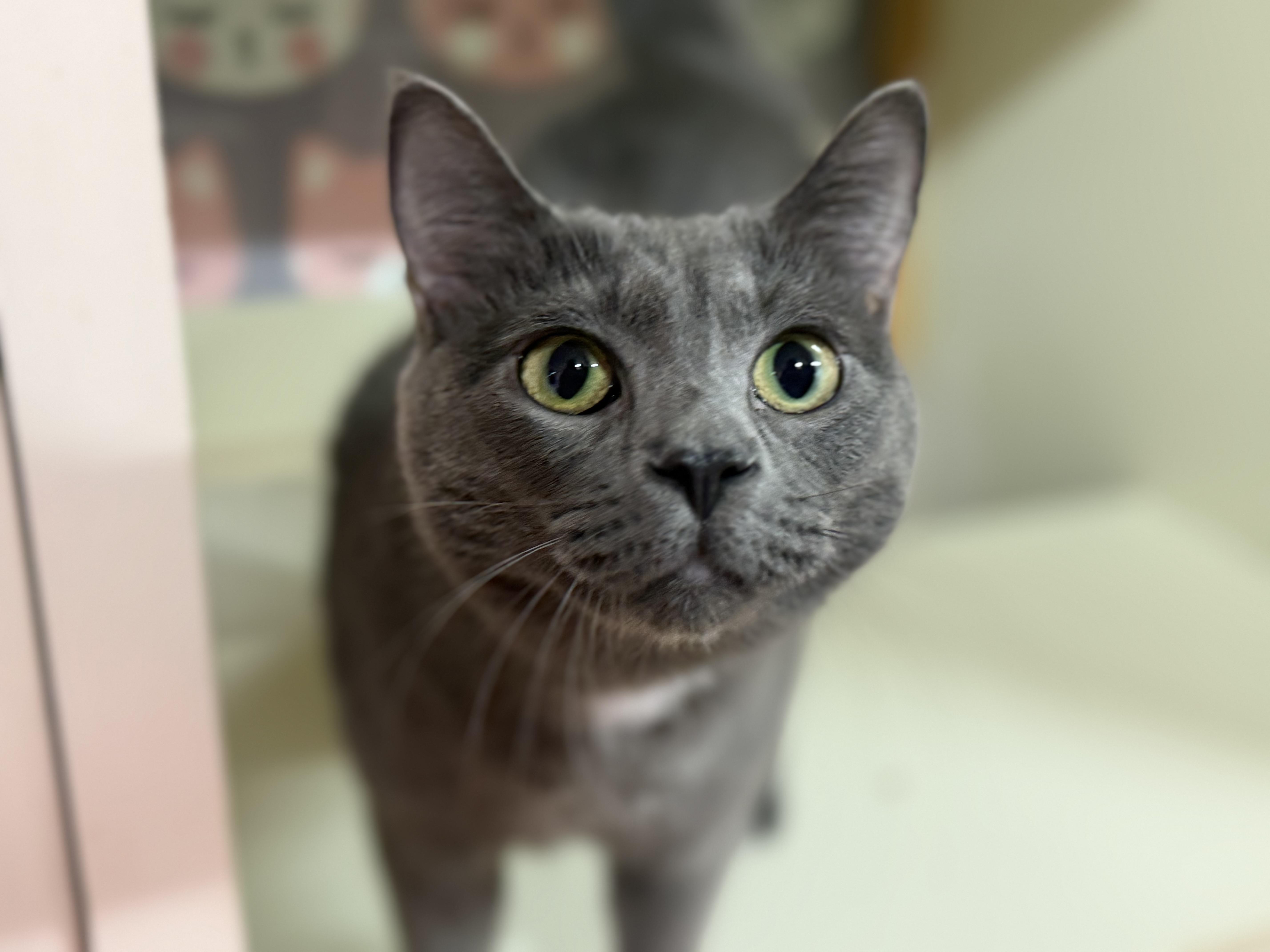 Enlarge Itachi, an adoptable Domestic Short Hair in Lauderhill, FL image 4/6