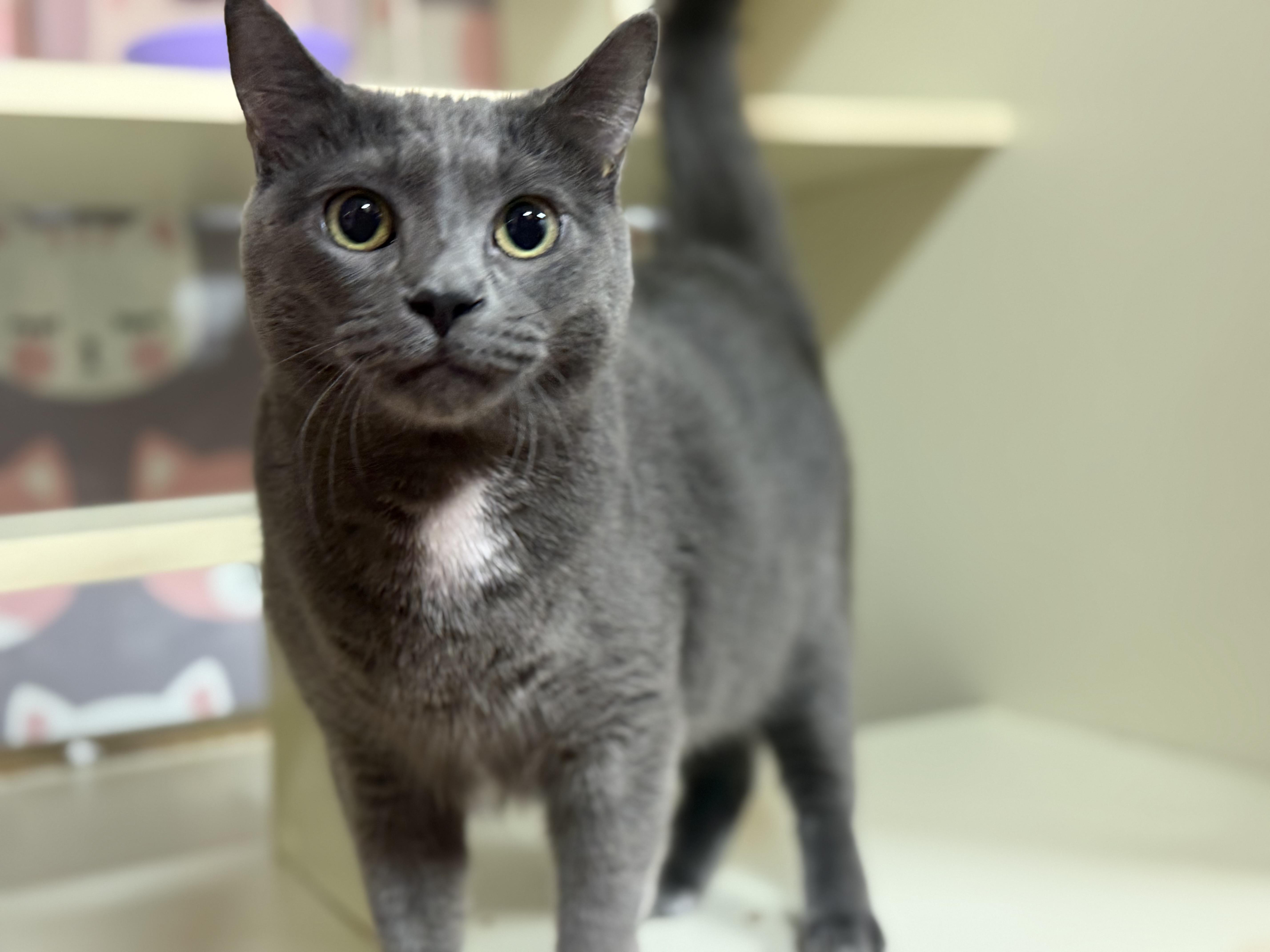 Enlarge Itachi, an adoptable Domestic Short Hair in Lauderhill, FL image 5/6