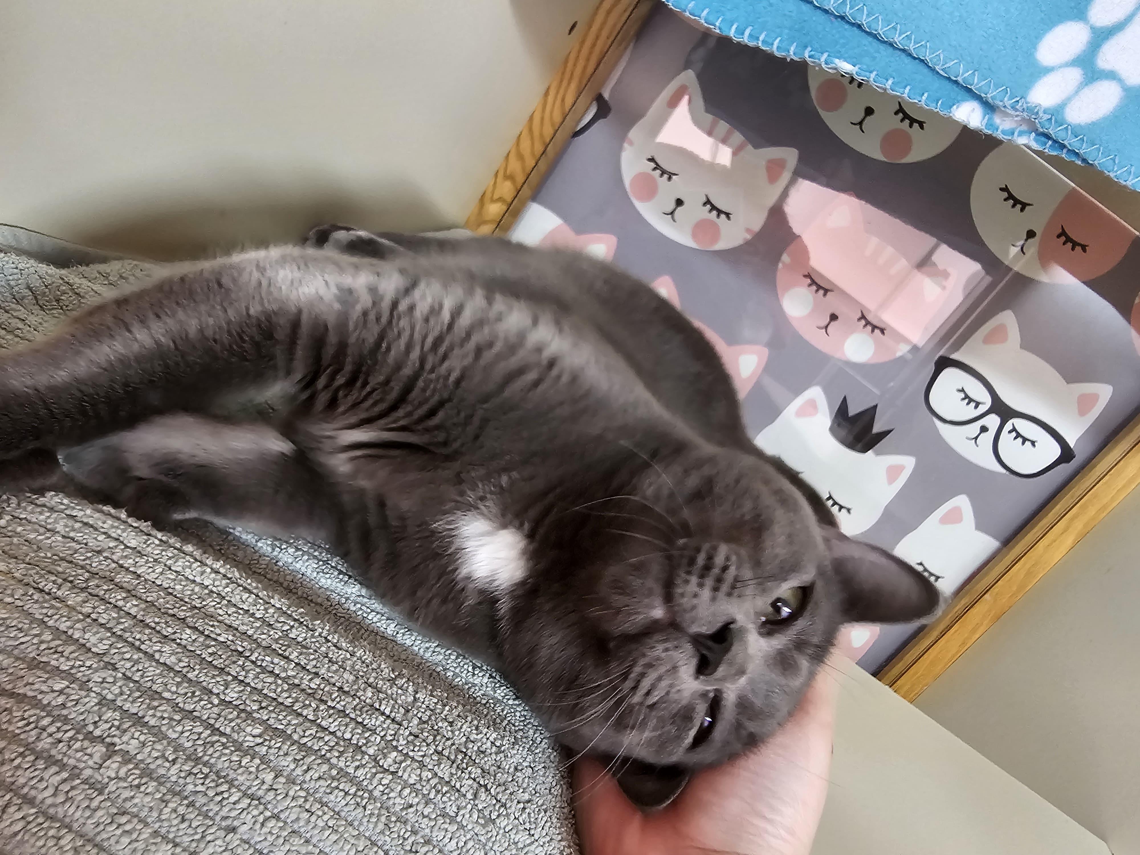 Enlarge Itachi, an adoptable Domestic Short Hair in Lauderhill, FL image 3/6