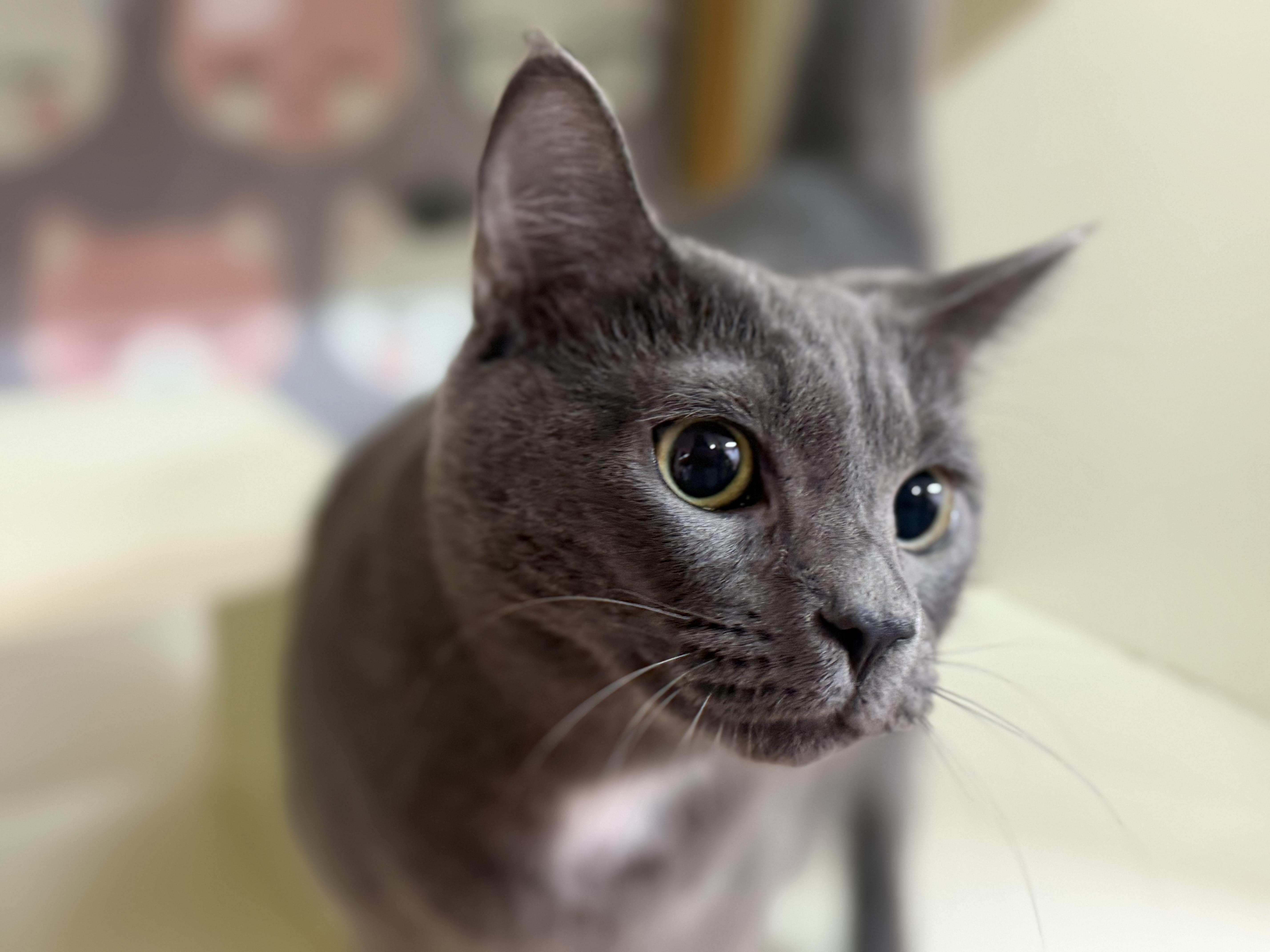 Enlarge Itachi, an adoptable Domestic Short Hair in Lauderhill, FL image 6/6