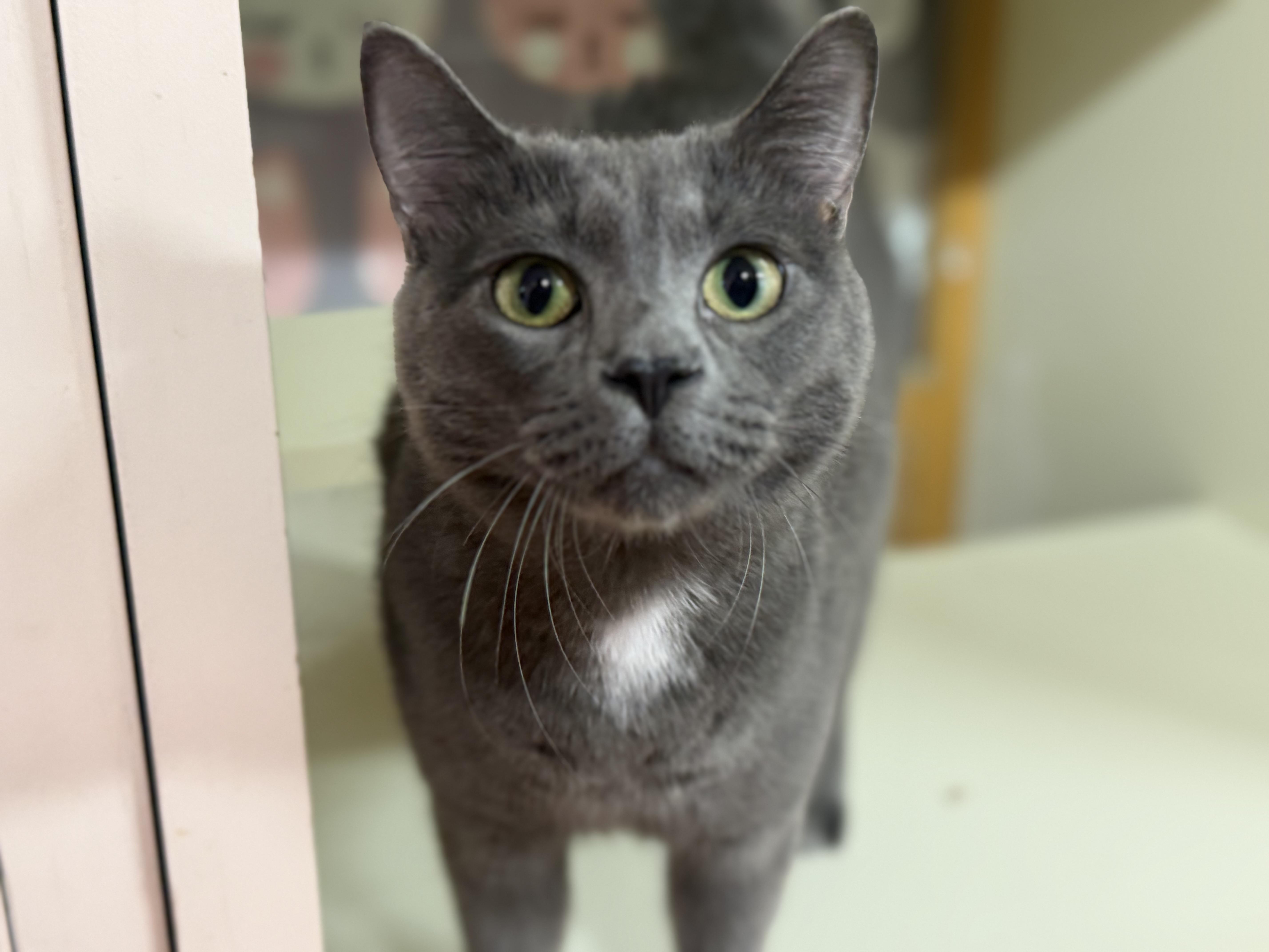 Itachi, adoptable, Kitten Male Domestic Short Hair.