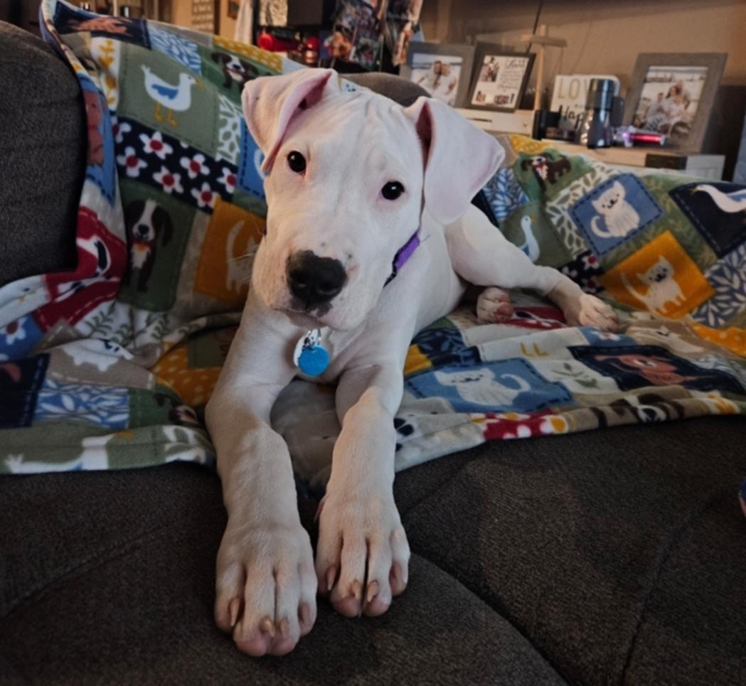 Win, Adoptable, Young Female Boxer.