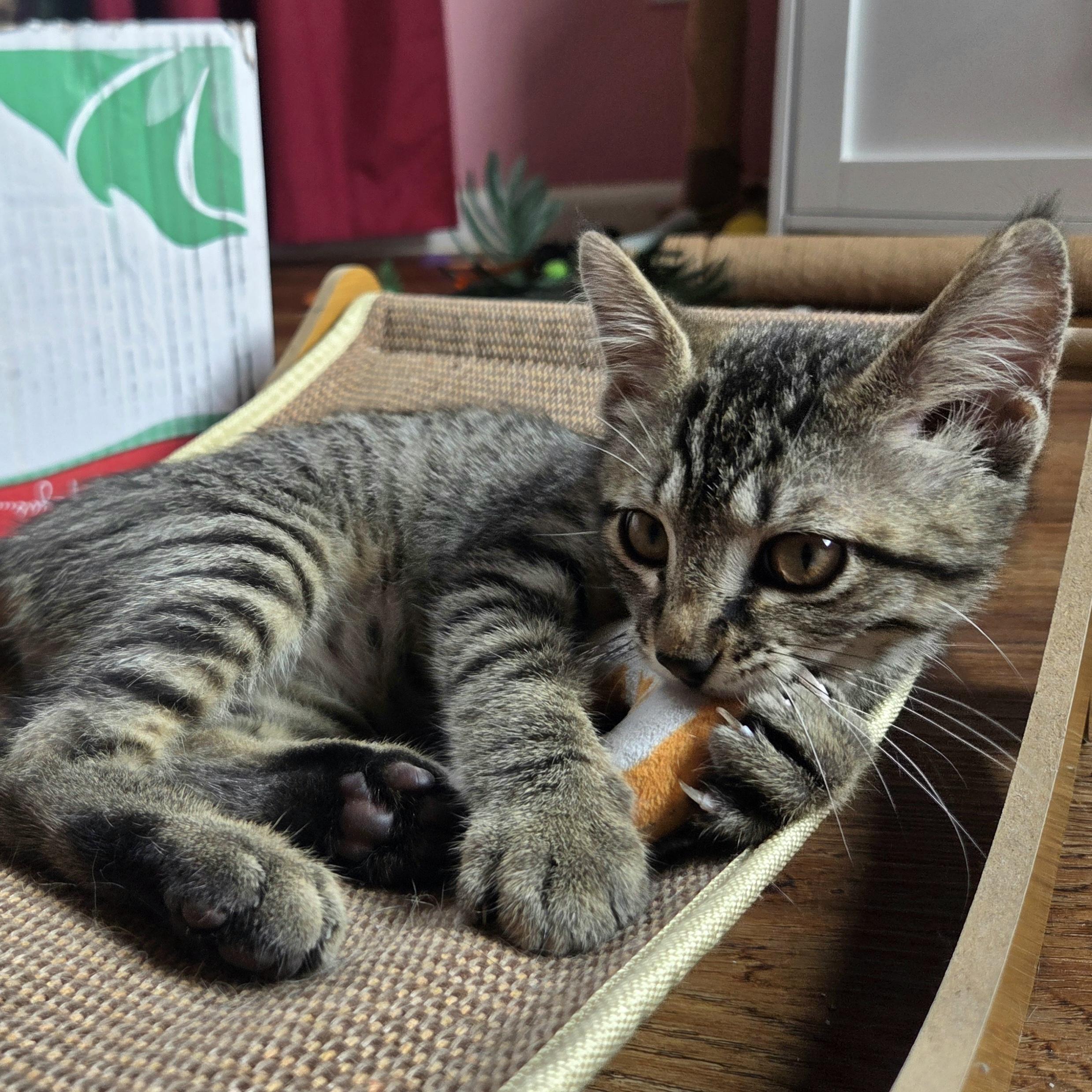 Slim Jim, Adoptable, Kitten Male Domestic Short Hair.