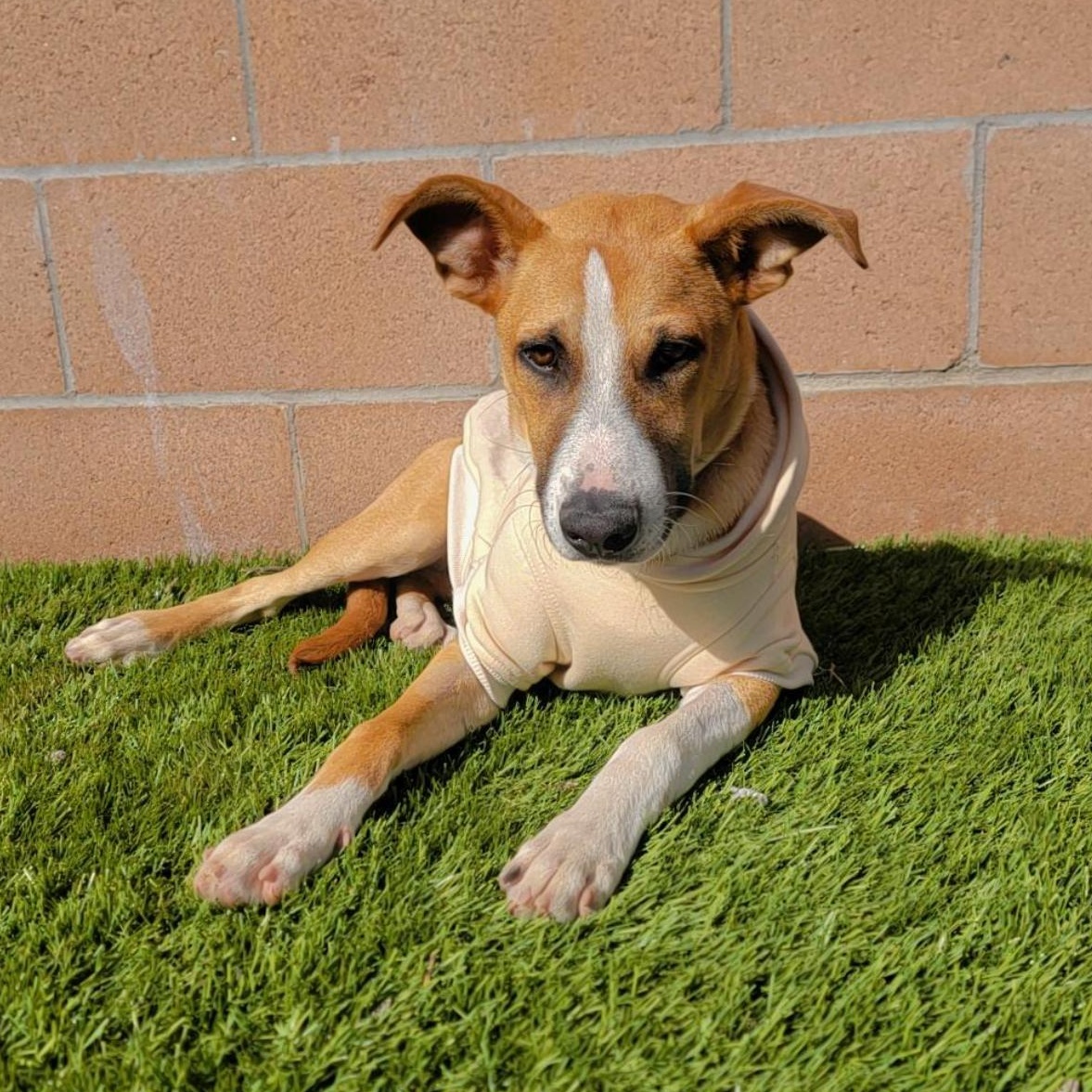 Rylo, a Adoptable mixed breed in Clovis, NM image 1/6
