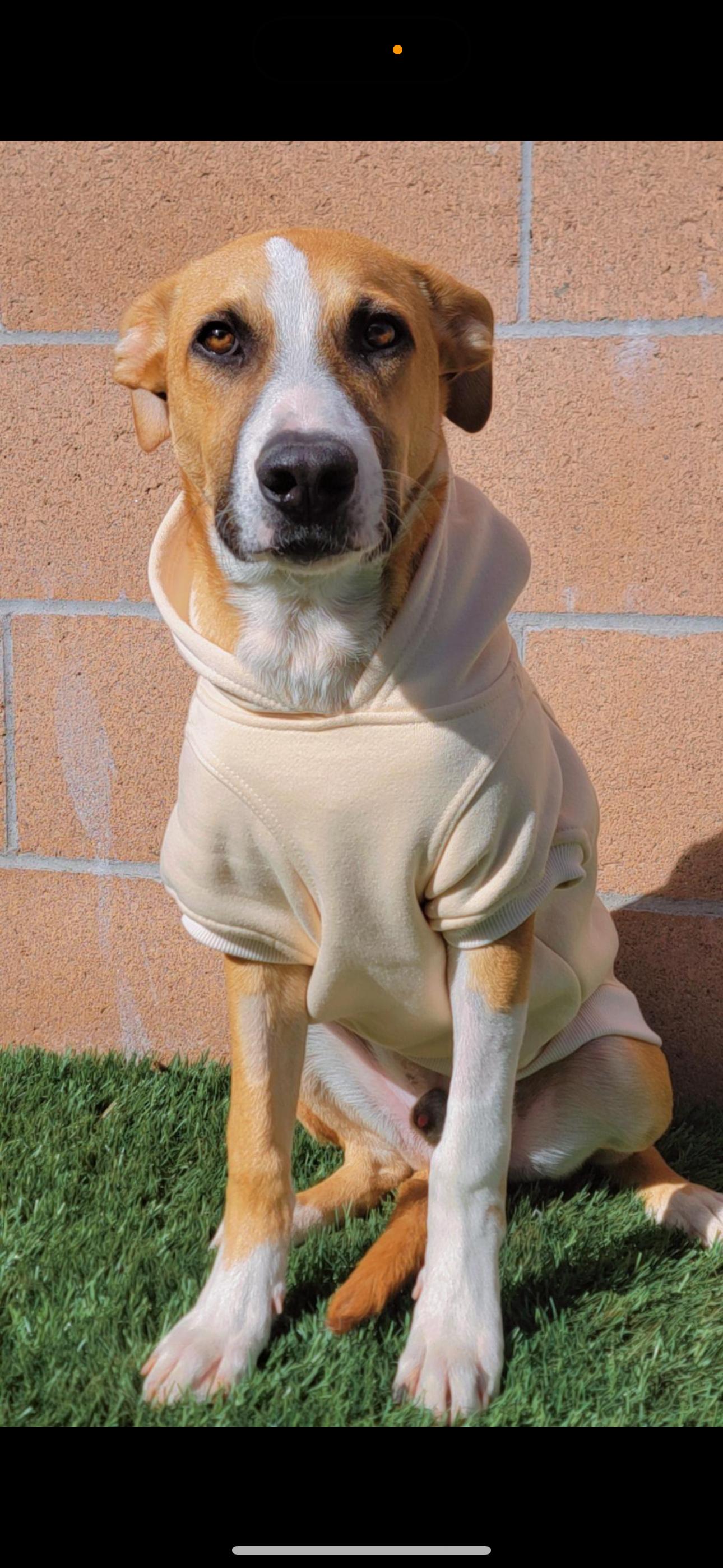 Rylo, a Adoptable mixed breed in Clovis, NM image 2/6