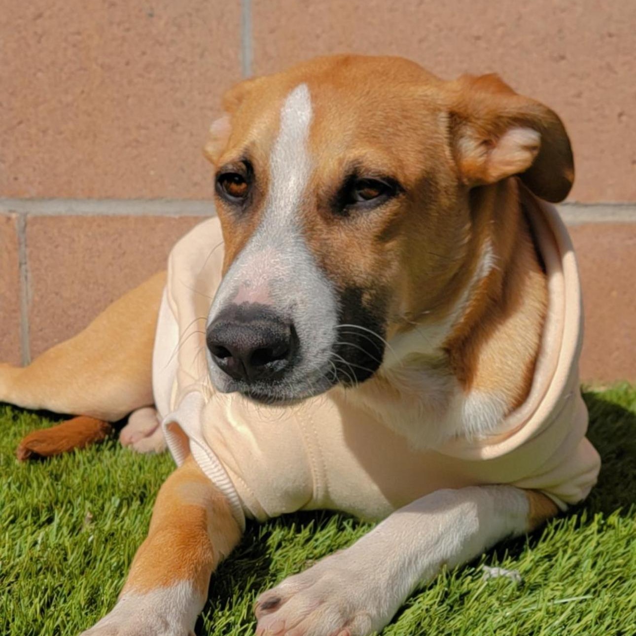 Rylo, a Adoptable mixed breed in Clovis, NM image 4/6