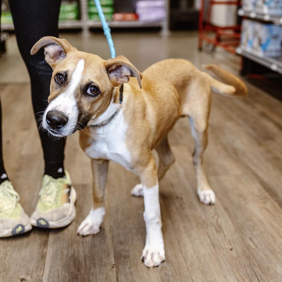 Rylo, a Adoptable mixed breed in Clovis, NM image 5/6