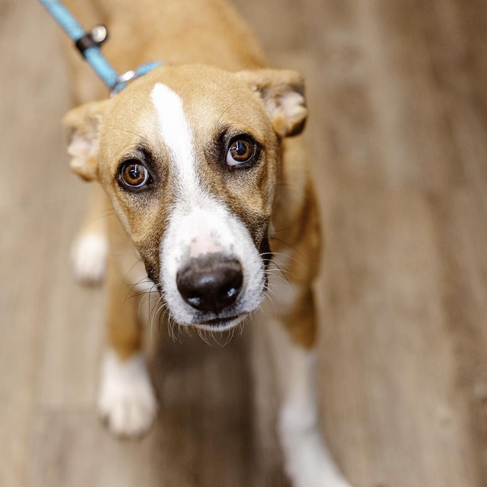 Rylo, a Adoptable mixed breed in Clovis, NM image 6/6